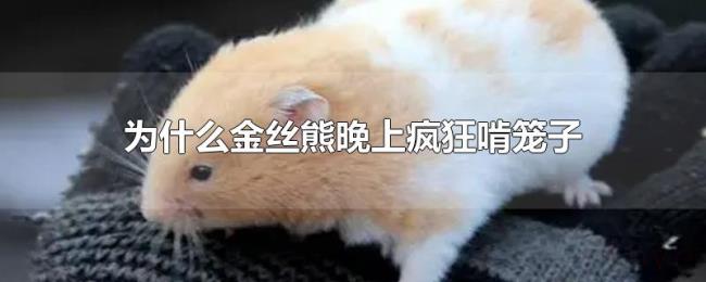 为什么金丝熊晚上疯狂啃笼子