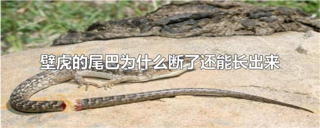 壁虎的尾巴为什么断了还能长出来 壁虎的尾巴为什么断了还能长出来