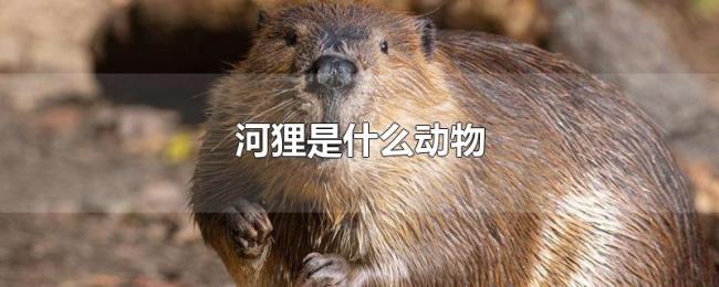 河狸是什么动物 河狸是什么动物