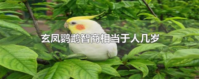 玄凤鹦鹉智商相当于人几岁