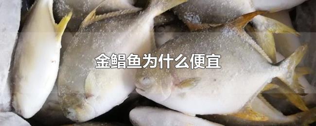 金鲳鱼为什么便宜 金鲳鱼为什么便宜