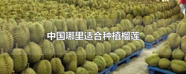 中国哪里适合种植榴莲 中国哪里适合种植榴莲