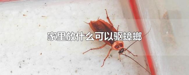 家里放什么可以驱蟑螂