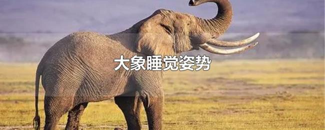 大象睡觉姿势