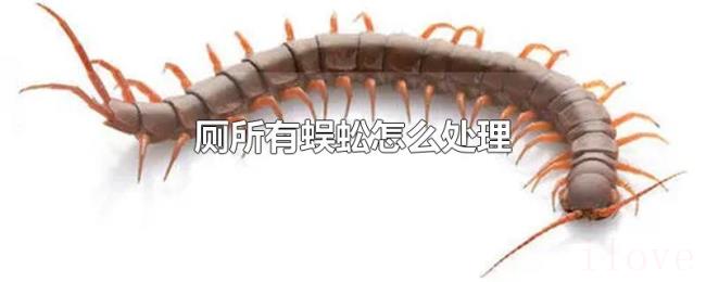 厕所有蜈蚣怎么处理