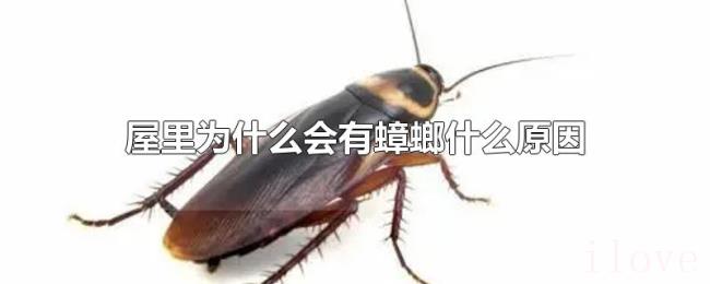 屋里为什么会有蟑螂什么原因