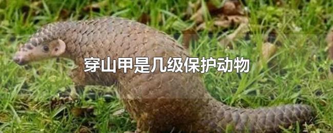 穿山甲是几级保护动物