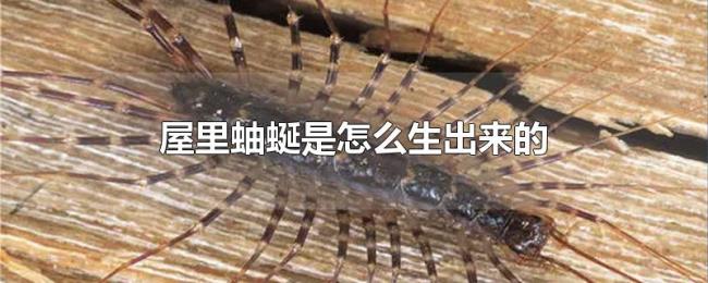 屋里蚰蜒是怎么生出来的
