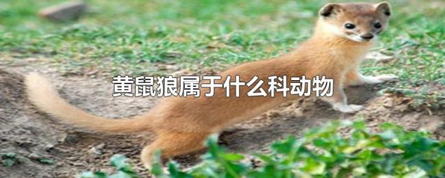 黄鼠狼属于什么科动物 黄鼠狼属于什么科动物