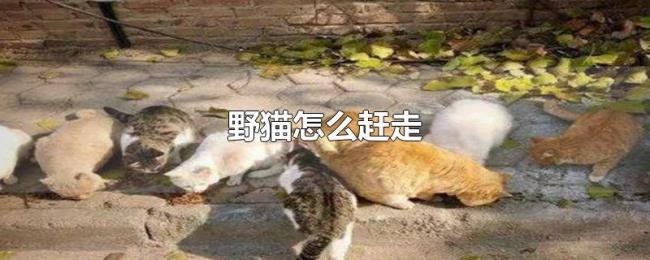 野猫怎么赶走 野猫怎么赶走