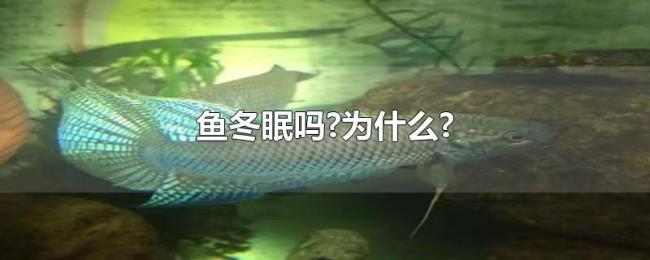鱼冬眠吗?为什么? 鱼冬眠吗?为什么?