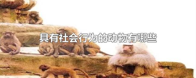 具有社会行为的动物有哪些