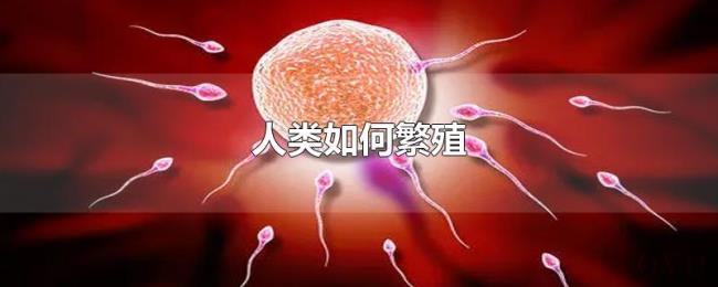 人类如何繁殖 人类如何繁殖