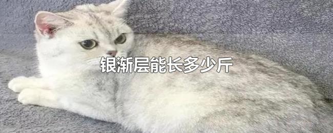 银渐层能长多少斤 银渐层能长多少斤
