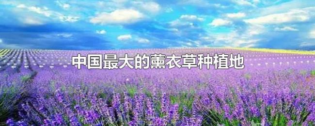 中国最大的薰衣草种植地 中国最大的薰衣草种植地