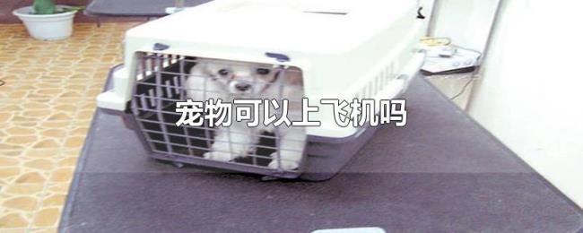宠物可以上飞机吗 宠物可以上飞机吗