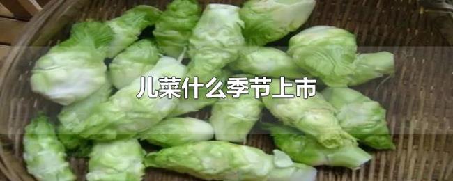 儿菜什么季节上市