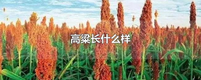 高粱长什么样 高粱长什么样