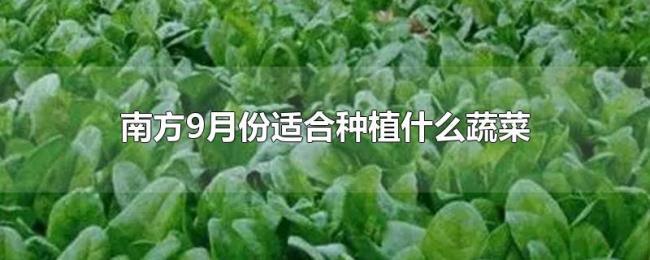 南方9月份适合种植什么蔬菜 南方9月份适合种植什么蔬菜