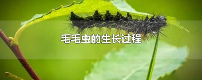 毛毛虫的生长过程