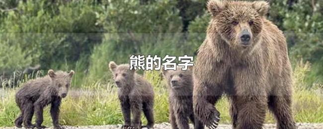 熊的名字
