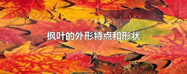 枫叶的外形特点和形状