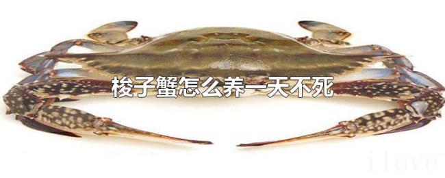 梭子蟹怎么养一天不死