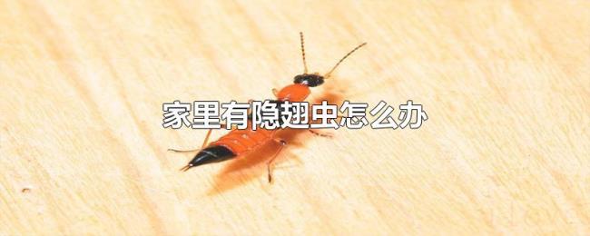 家里有隐翅虫怎么办 家里有隐翅虫怎么办