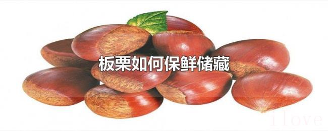 板栗如何保鲜储藏