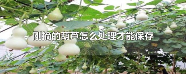 刚摘的葫芦怎么处理才能保存