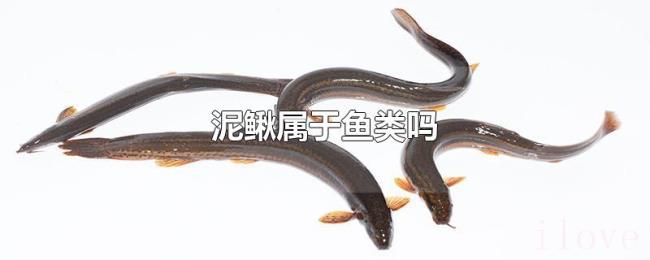 泥鳅属于鱼类吗