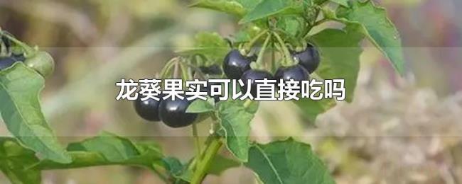 龙葵果实可以直接吃吗 龙葵果实可以直接吃吗