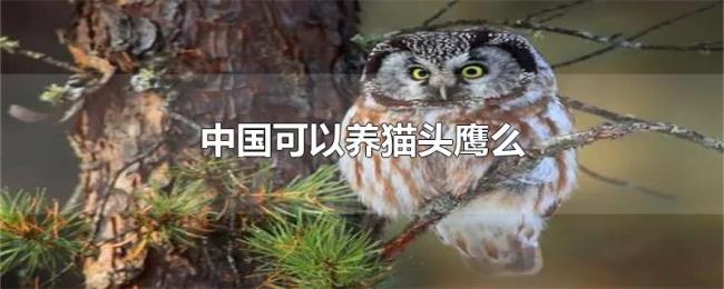 中国可以养猫头鹰么