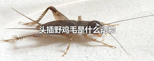 头插野鸡毛是什么动物
