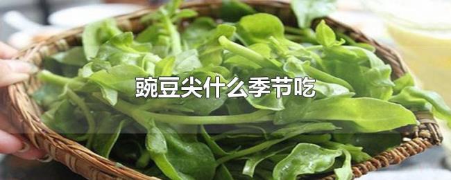豌豆尖什么季节吃