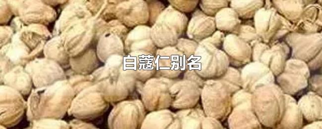 白蔻仁别名 白蔻仁别名