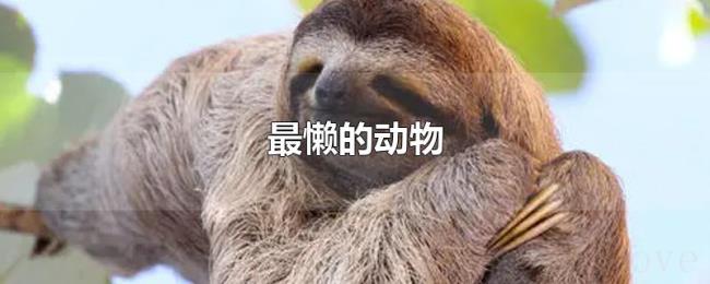 最懒的动物 最懒的动物
