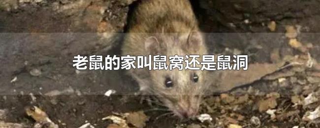 老鼠的家叫鼠窝还是鼠洞 老鼠的家叫鼠窝还是鼠洞