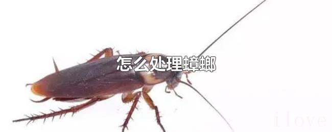 怎么处理蟑螂