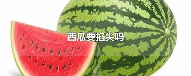 西瓜要掐尖吗 西瓜要掐尖吗