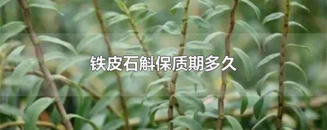 铁皮石斛保质期多久