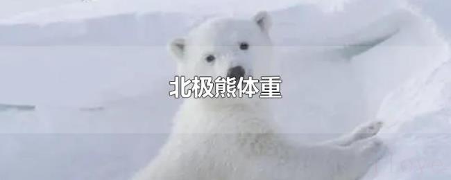 北极熊体重