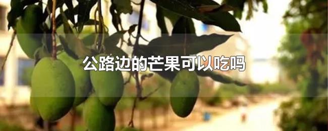 公路边的芒果可以吃吗 公路边的芒果可以吃吗