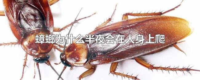 蟑螂为什么半夜会在人身上爬