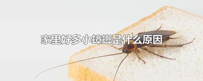 家里好多小蟑螂是什么原因