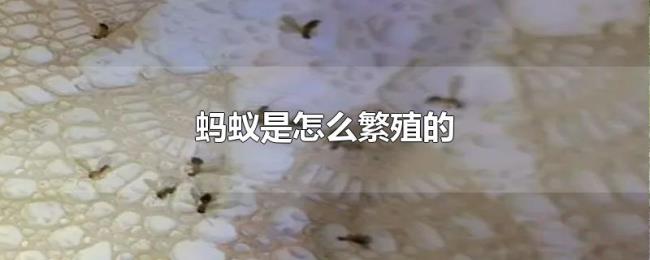 蚂蚁是怎么繁殖的