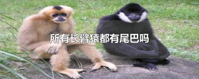 所有长臂猿都有尾巴吗 所有长臂猿都有尾巴吗
