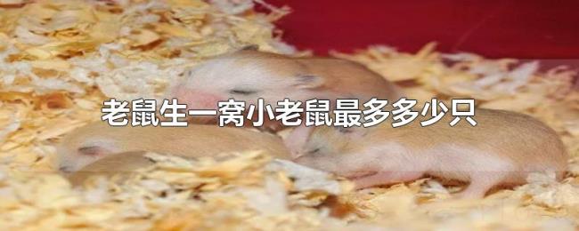 老鼠生一窝小老鼠最多多少只 老鼠生一窝小老鼠最多多少只
