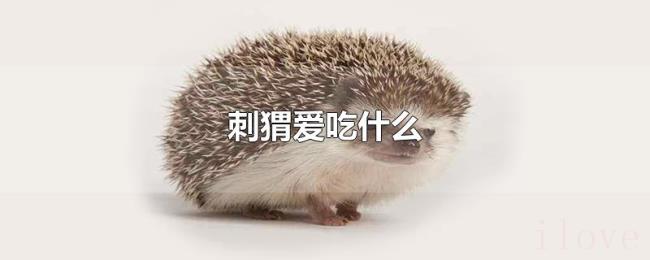 刺猬爱吃什么