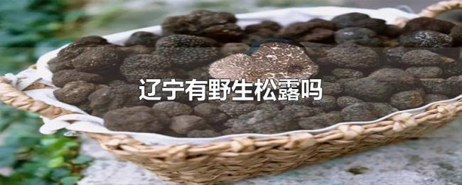 辽宁有野生松露吗